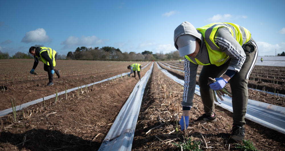 Food sector workers: register now for free Covid-19 testing